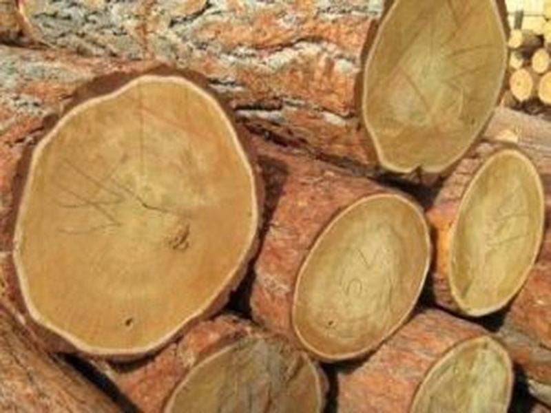 Round timber logs